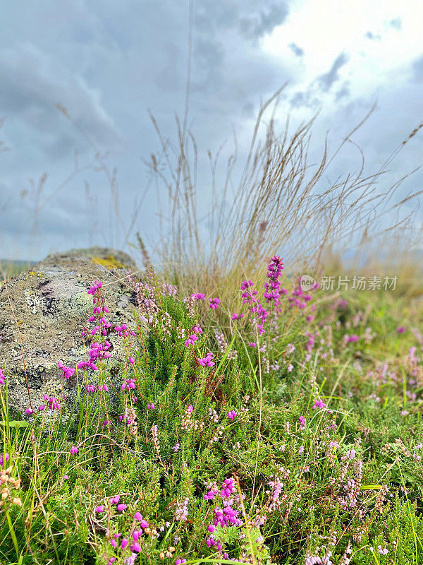 heather on the Meall na Mòine summit. Rannoch Moor Scotland